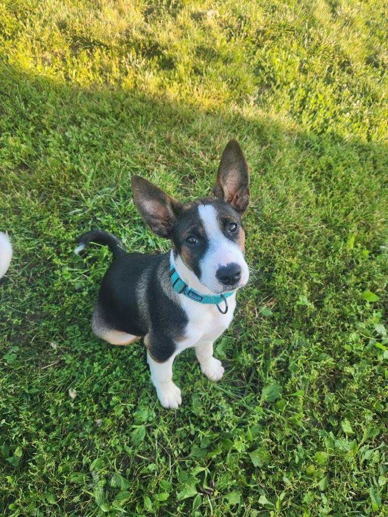 our-adoptable-dogs-appalachian-highlands-humane-society