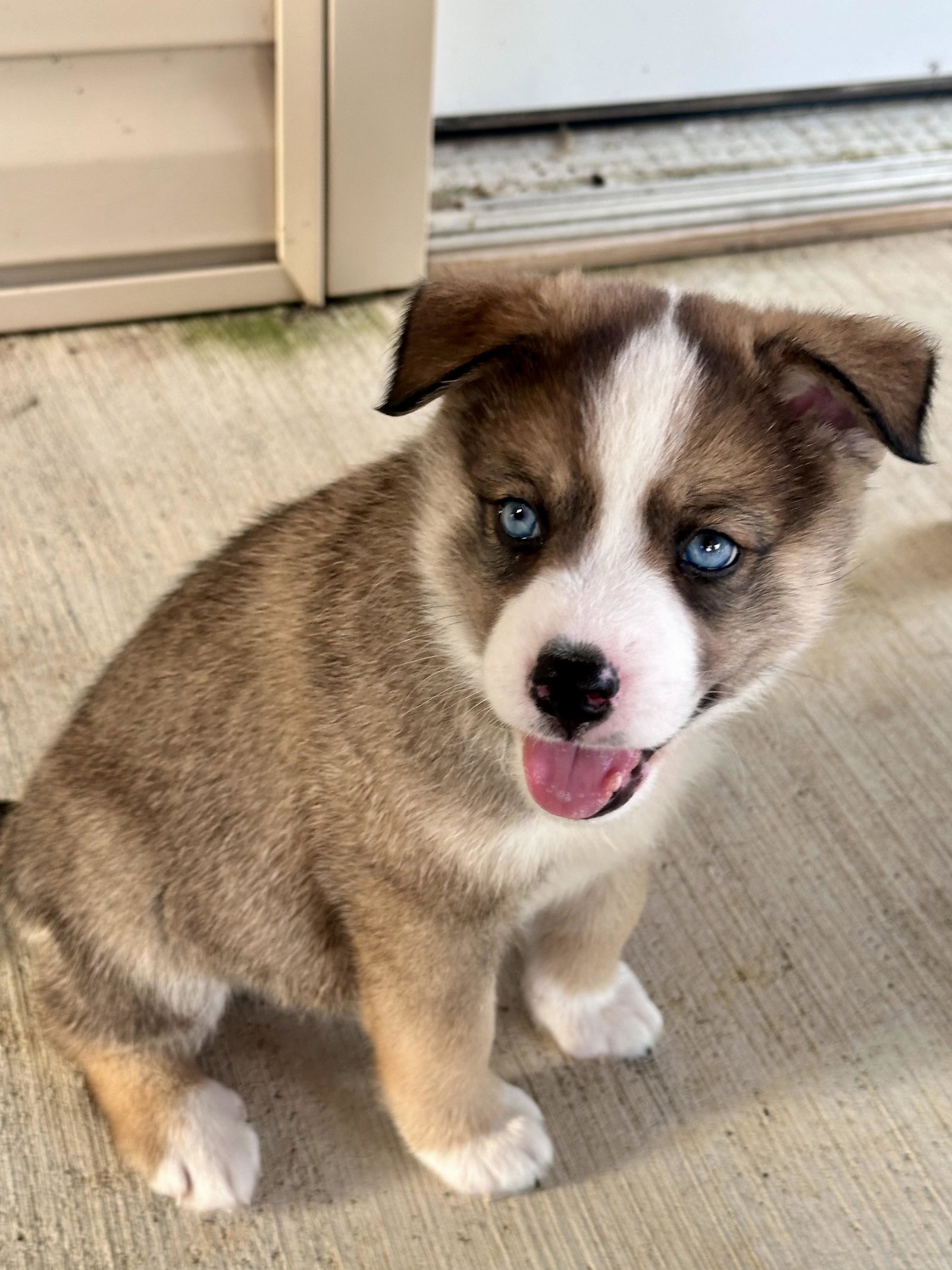 HOT Red Heeler Husky Mix Texas Heeler Golden Retriever Mix