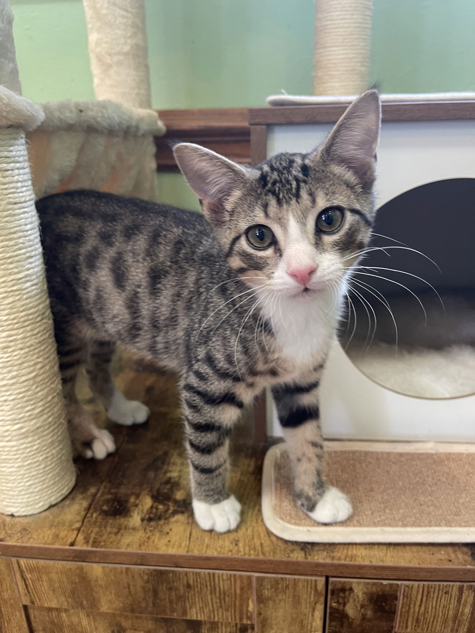 adoptable Cat in Johnson City, TN named Little John