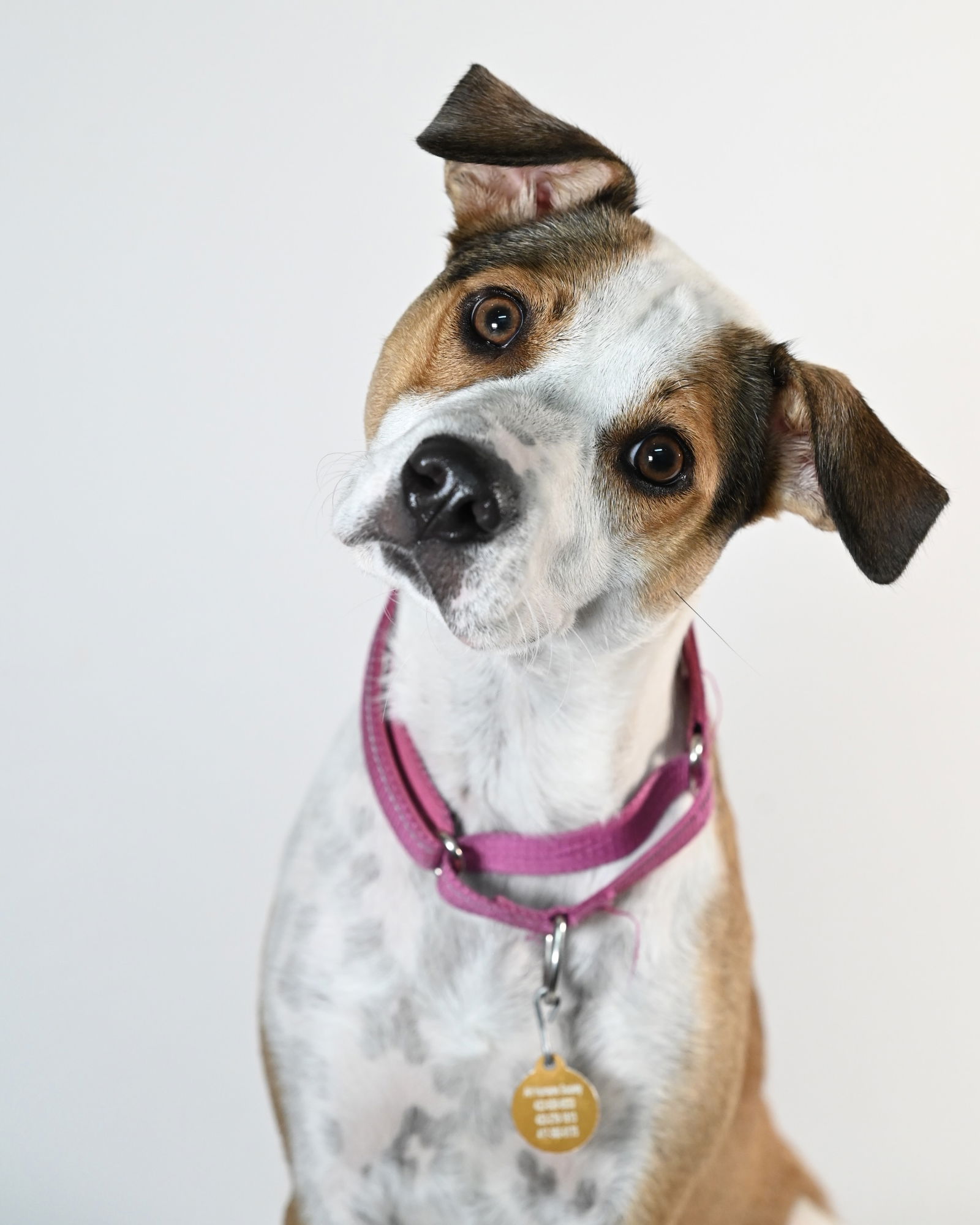 adoptable Dog in Johnson City, TN named Starbucks