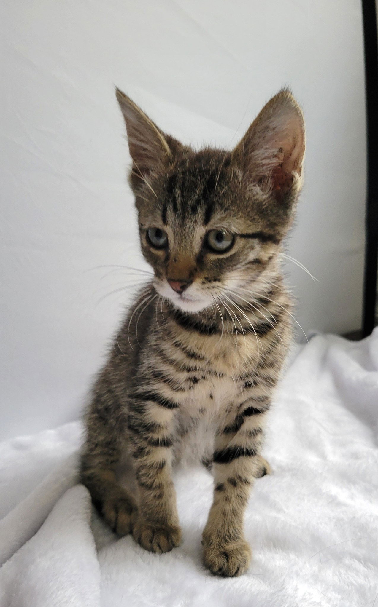 adoptable Cat in Johnson City, TN named Bambi