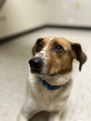 adoptable Dog in , TN named Fancy