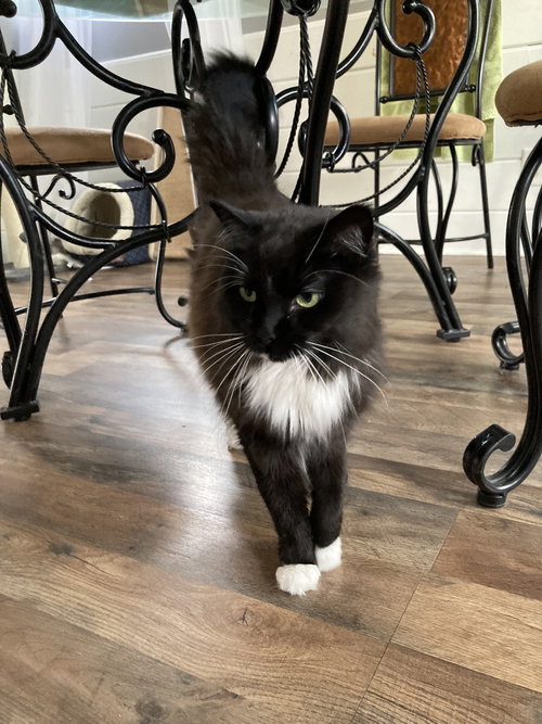 AUTUMN - Domestic Medium Hair available for adoption