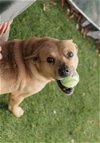 adoptable Dog in , NC named Crosby