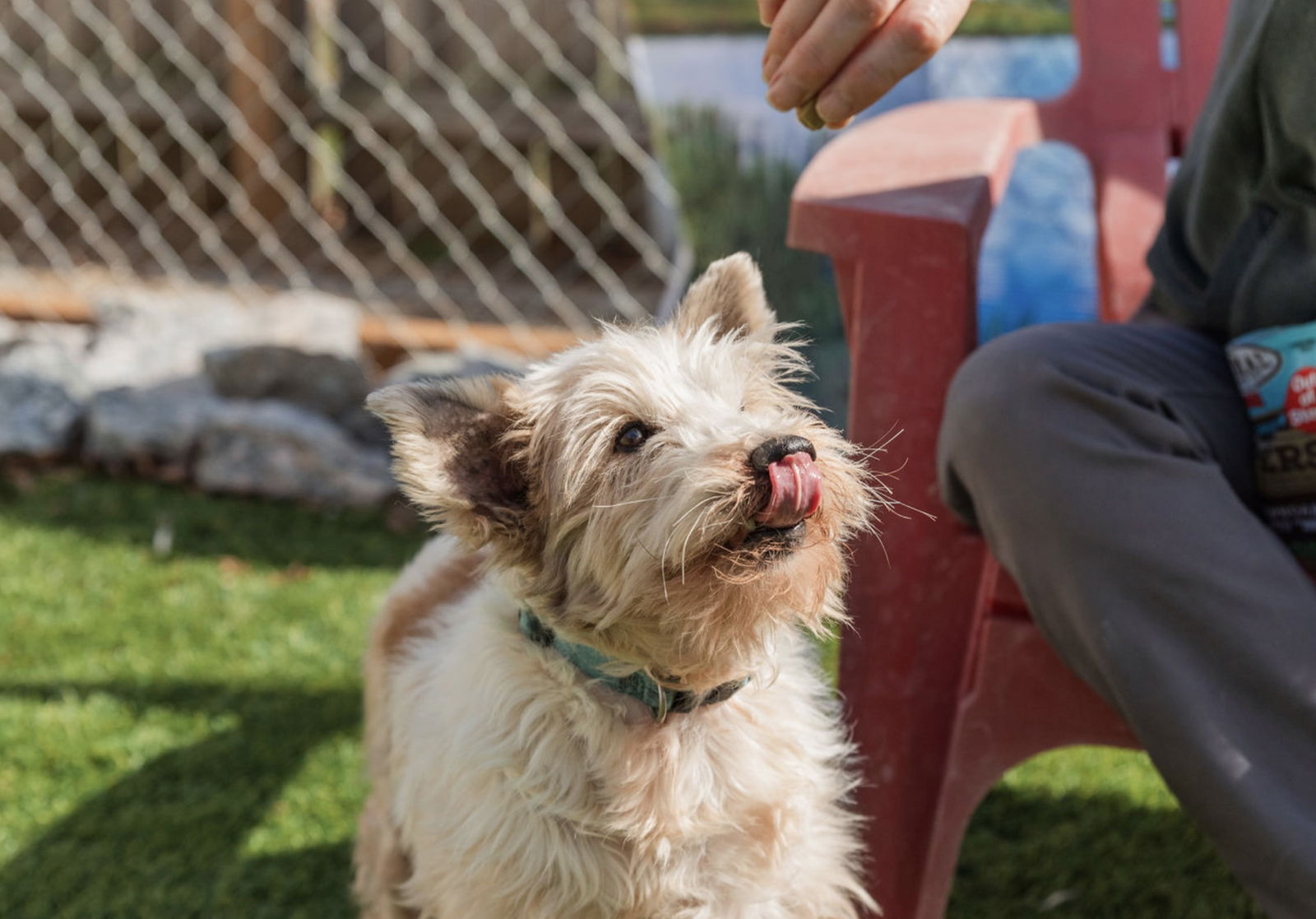 adoptable Dog in Mooresville, NC named Oscar