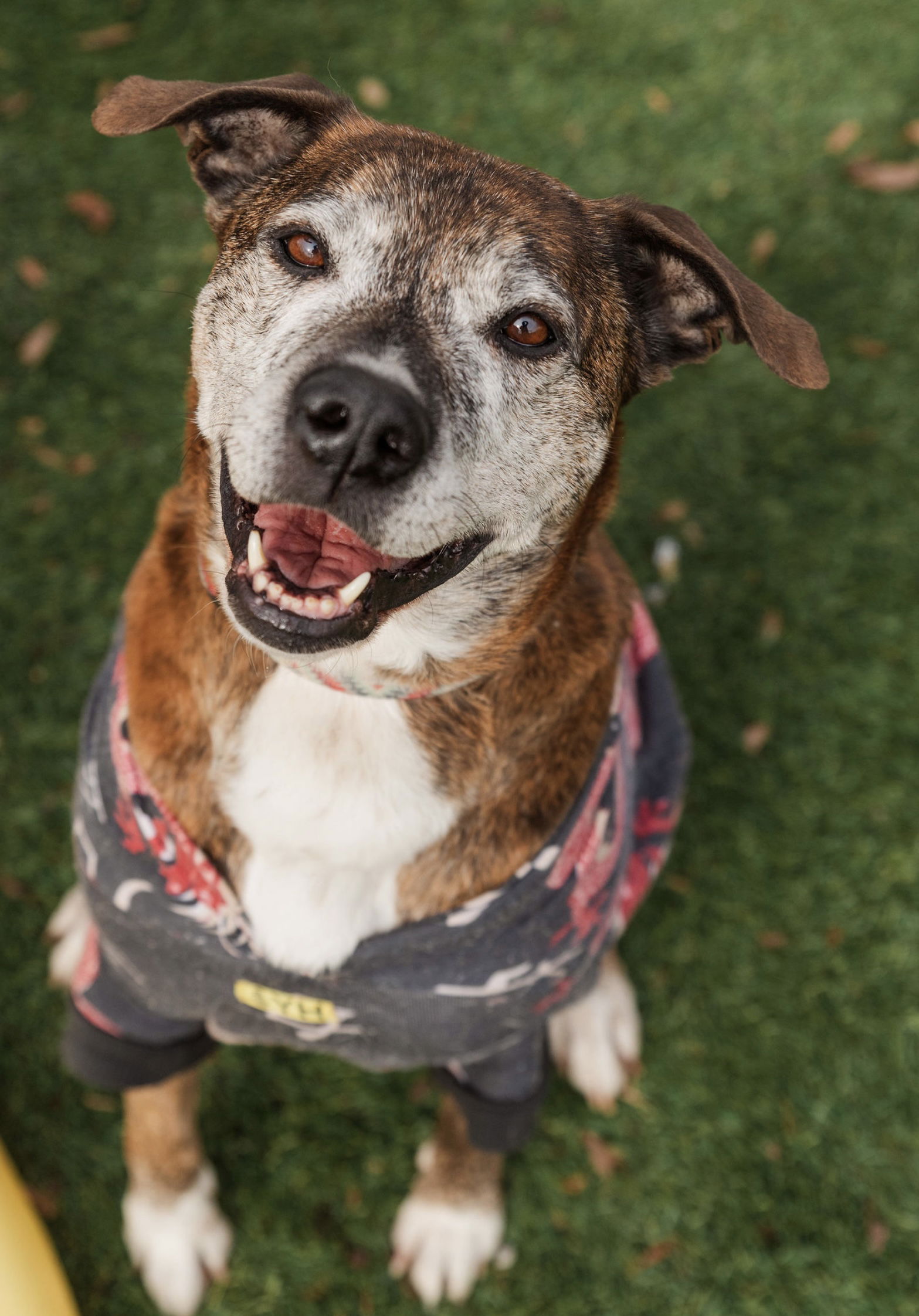 adoptable Dog in Mooresville, NC named Hanna B