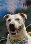 adoptable Dog in mooresville, NC named Sinatra
