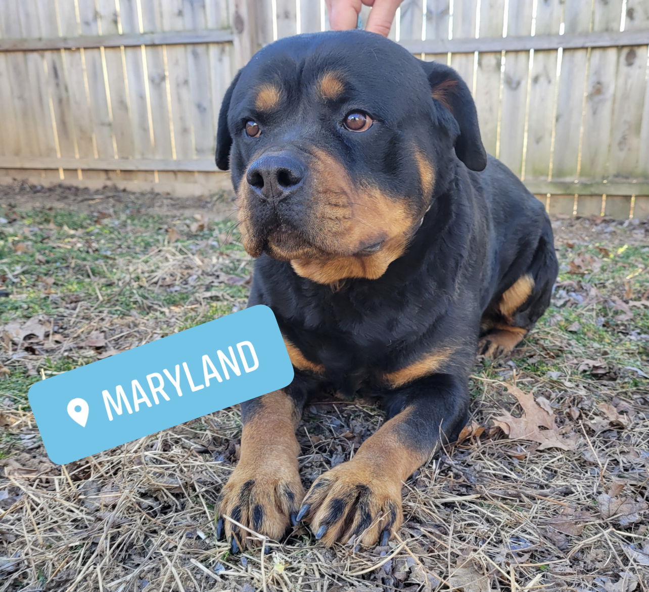 Atlantic sales rottweiler rescue