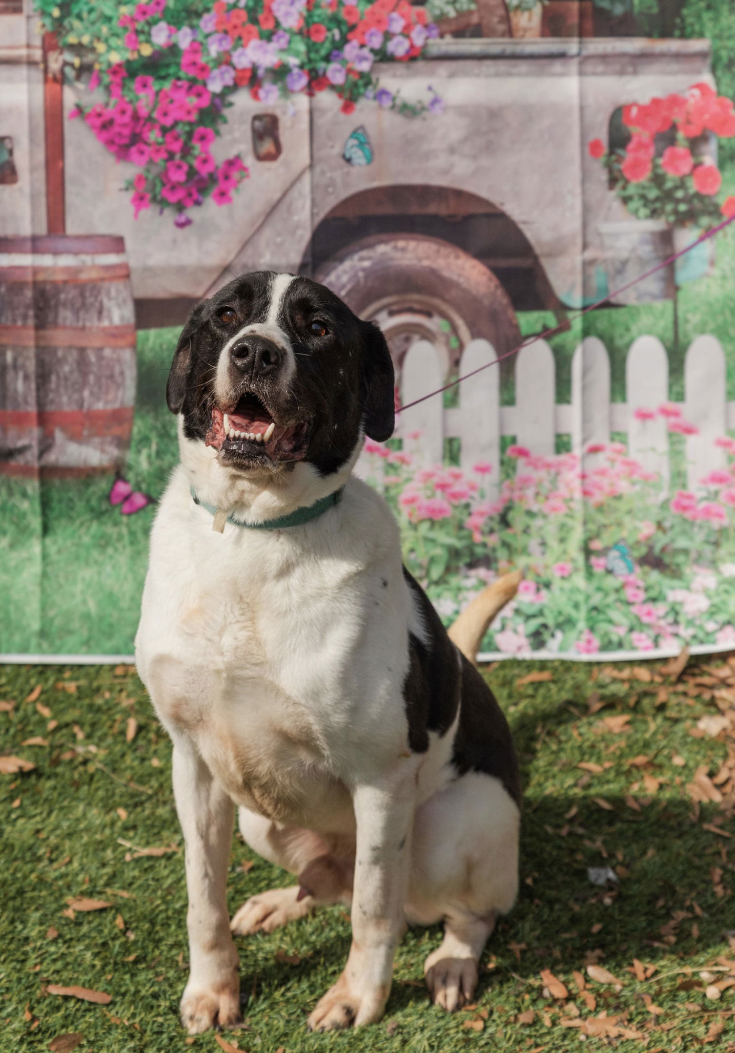 adoptable Dog in Mooresville, NC named Mickey