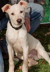 adoptable Dog in mooresville, NC named Butterscotch