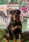 adoptable Dog in mooresville, NC named Roxy