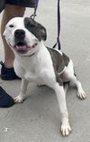 adoptable Dog in Mooresville, NC named Reed