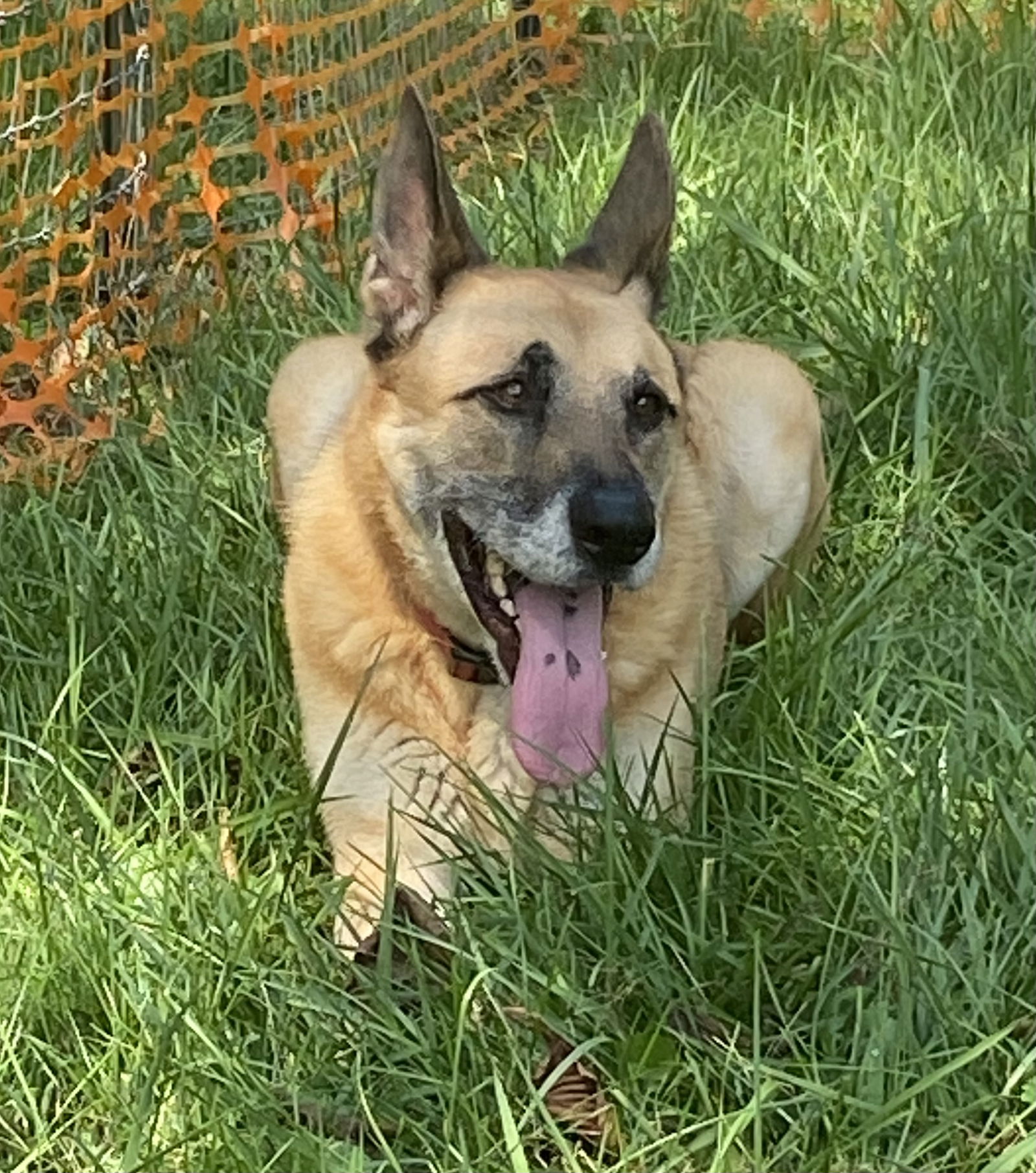 adoptable Dog in Mooresville, NC named Jack