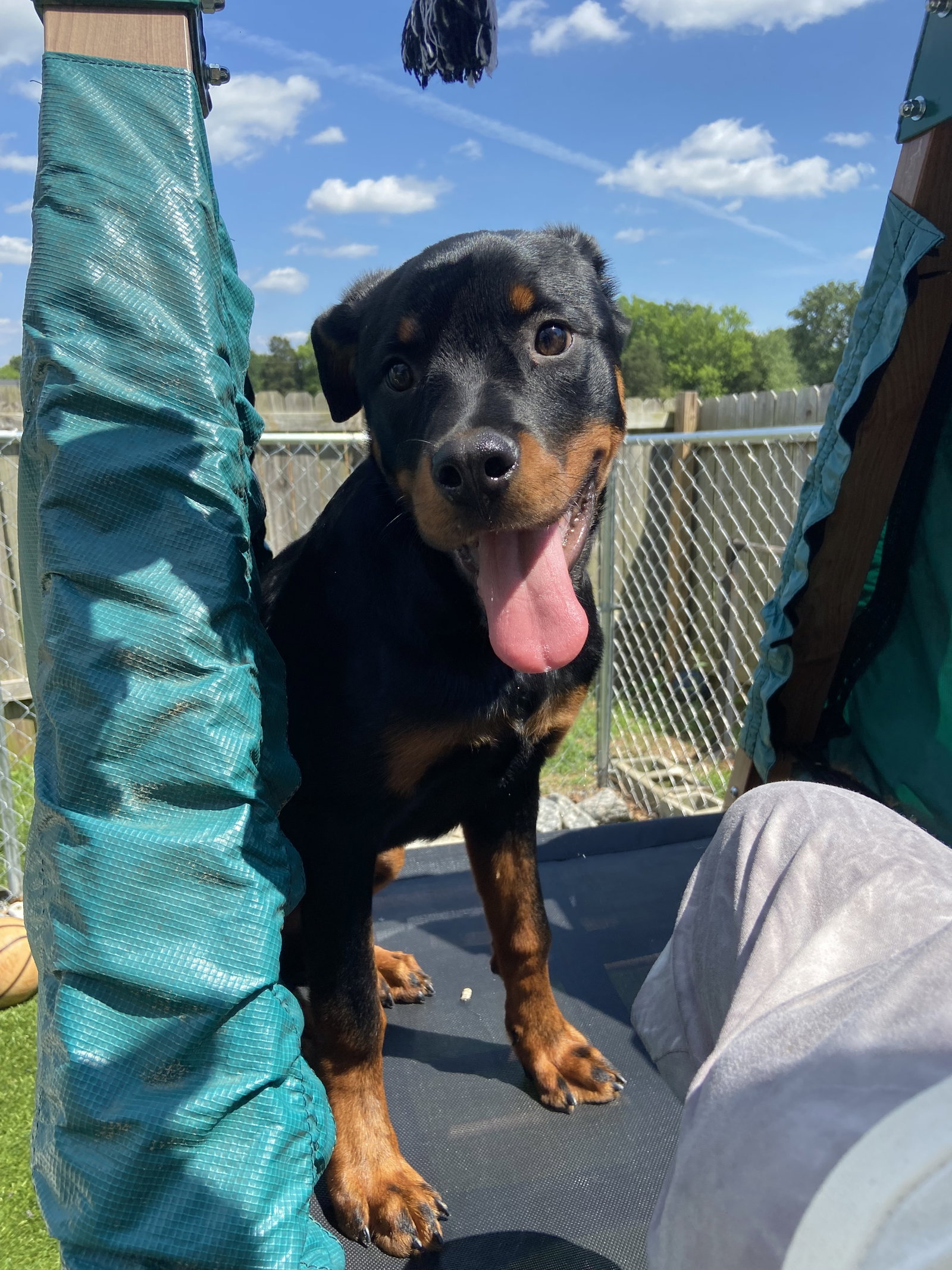 Dog for Adoption Dora, a Rottweiler in Lenoir, NC Alpha Paw