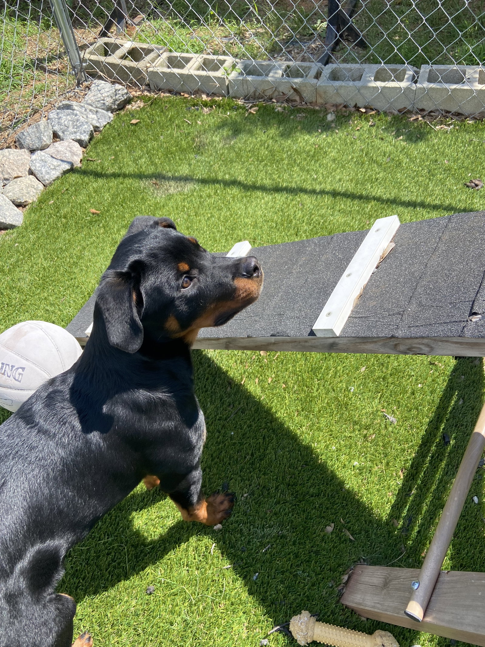 Dog for Adoption Dora, a Rottweiler in Lenoir, NC Alpha Paw