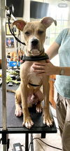 adoptable Dog in Mooresville, NC named Leo