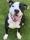 adoptable Dog in Mooresville, NC named Petey