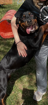 Dixie