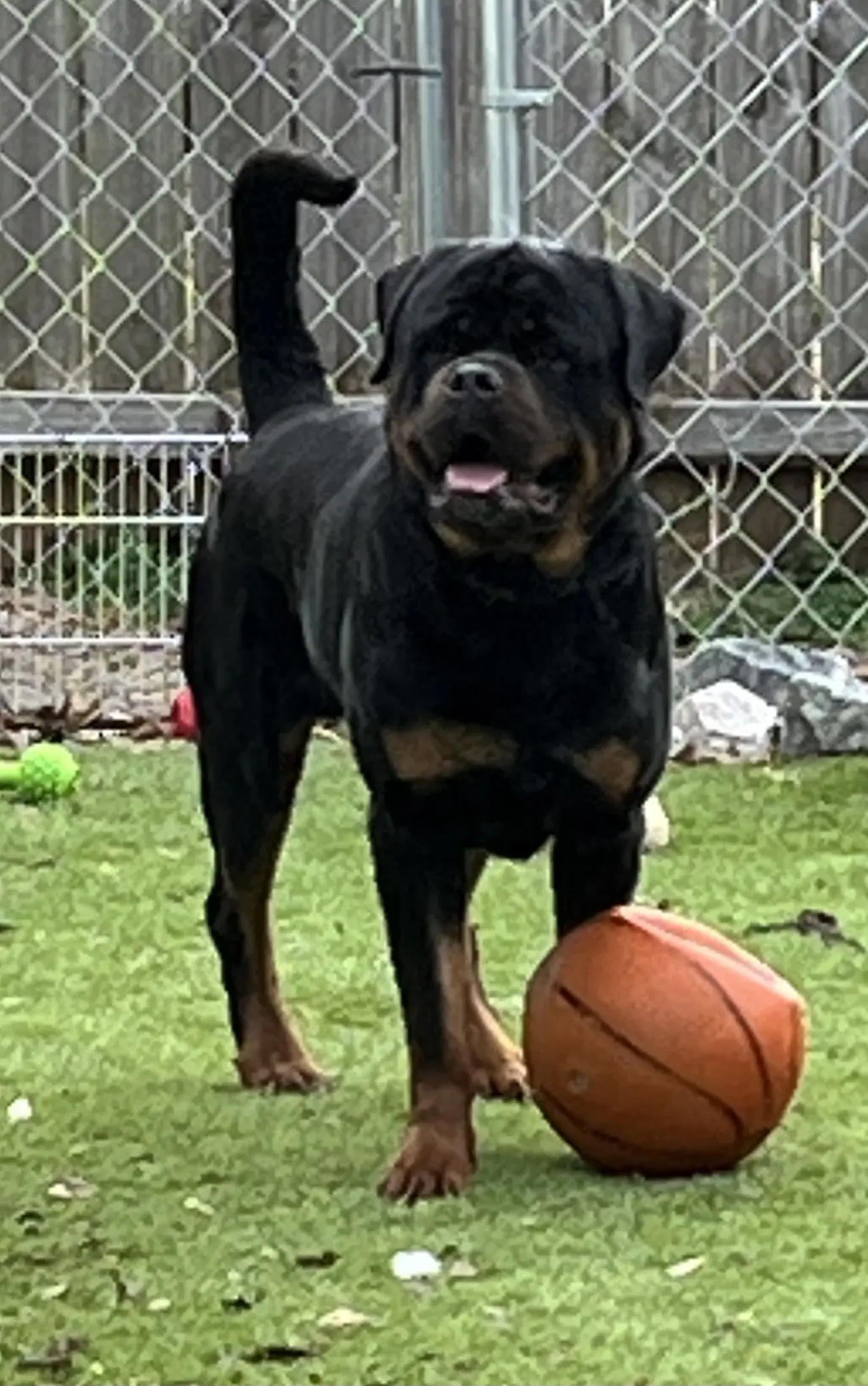 Remi image 4