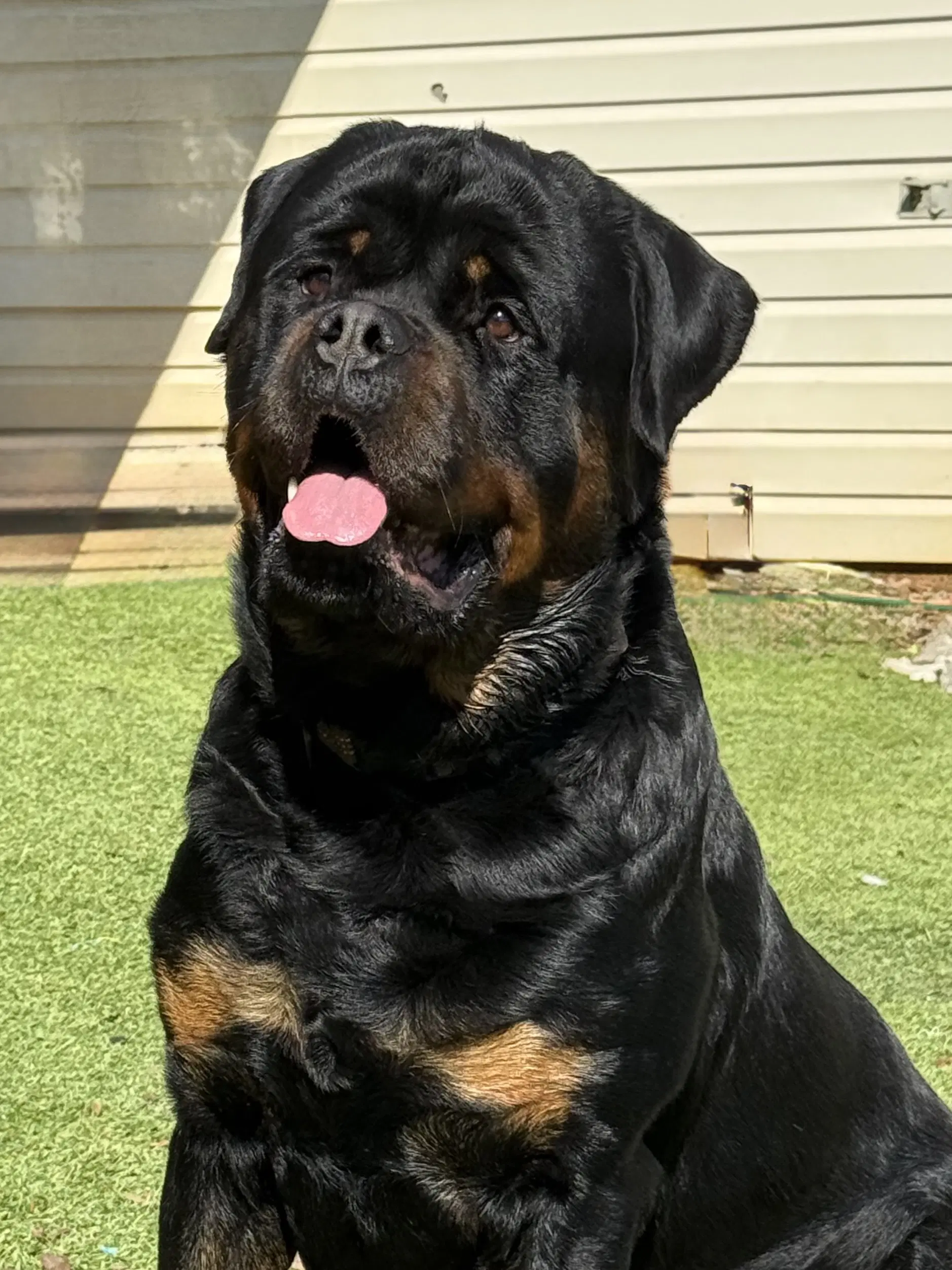 Remi - Rottweiler
