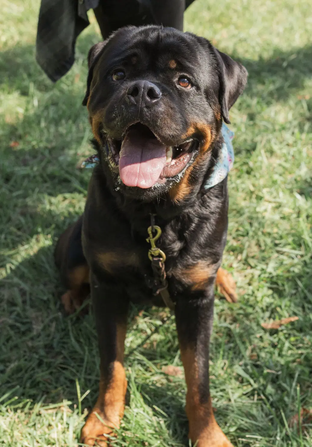 Remi image 2