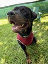 adoptable Dog in mooresville, NC named Teddy