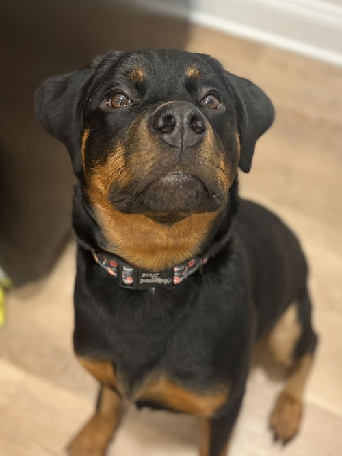 Zora