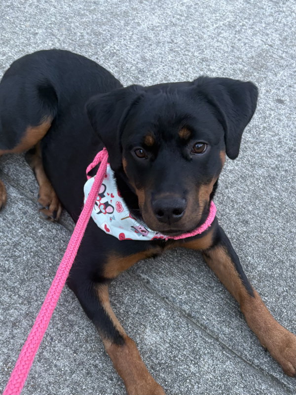Zora the Explorer