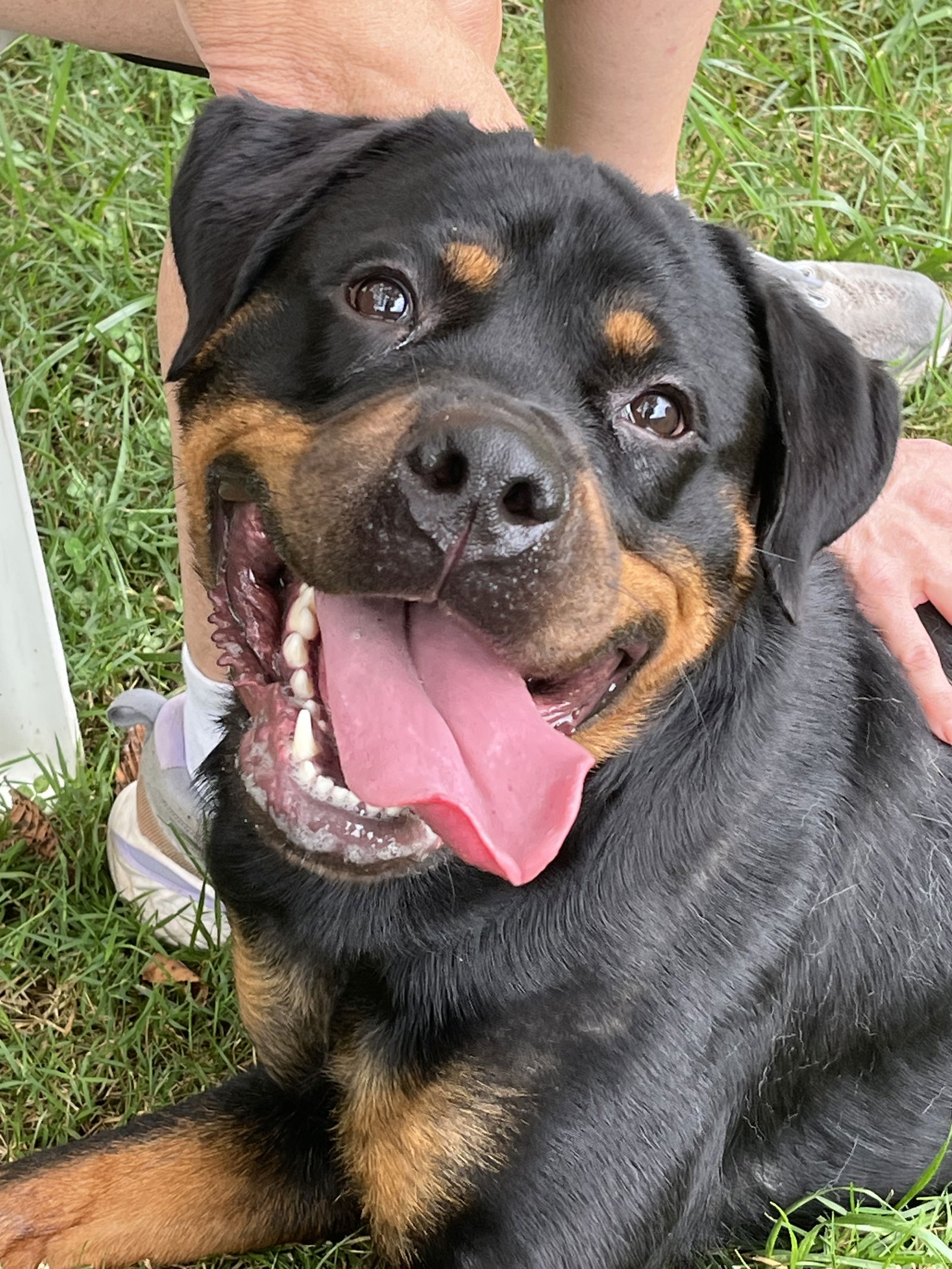 adoptable Dog in Mooresville, NC named Dani