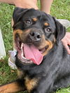 adoptable Dog in mooresville, NC named Dani
