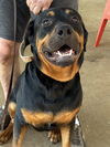adoptable Dog in mooresville, NC named Ryder