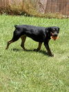 Ryder
