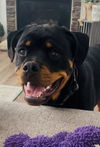 adoptable Dog in mooresville, NC named Archie