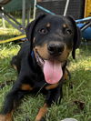 Auggie