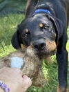 Auggie