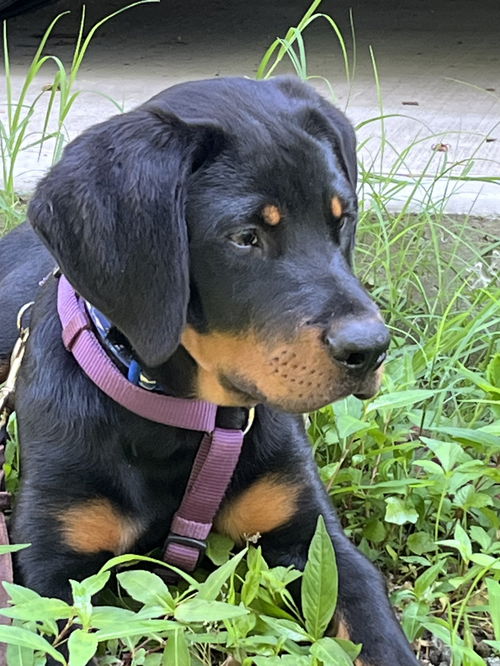Auggie