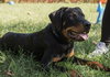 Auggie