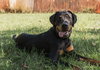 Auggie