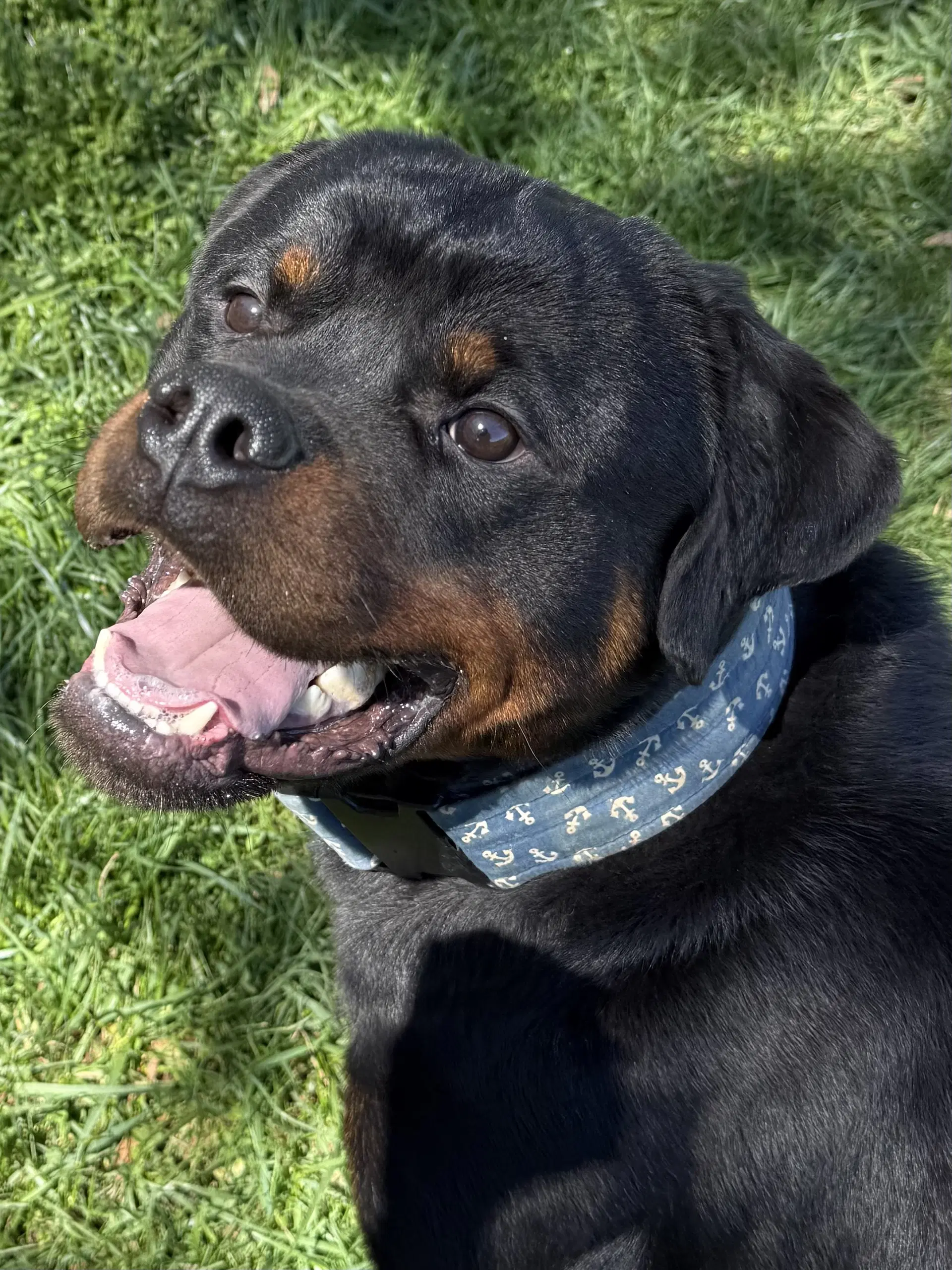 Ash - Rottweiler