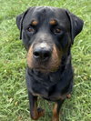 Raffa