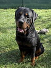 Raffa