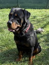 Raffa