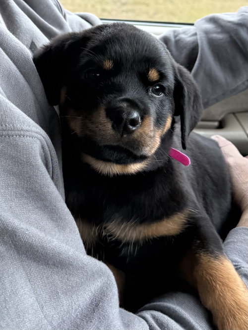 Nellie