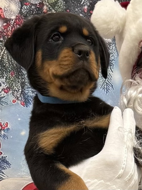 Baci