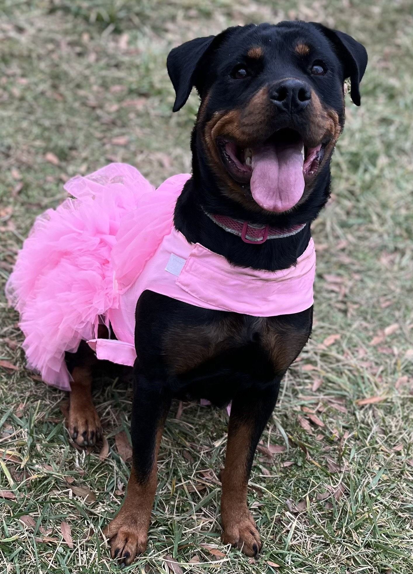 Lola