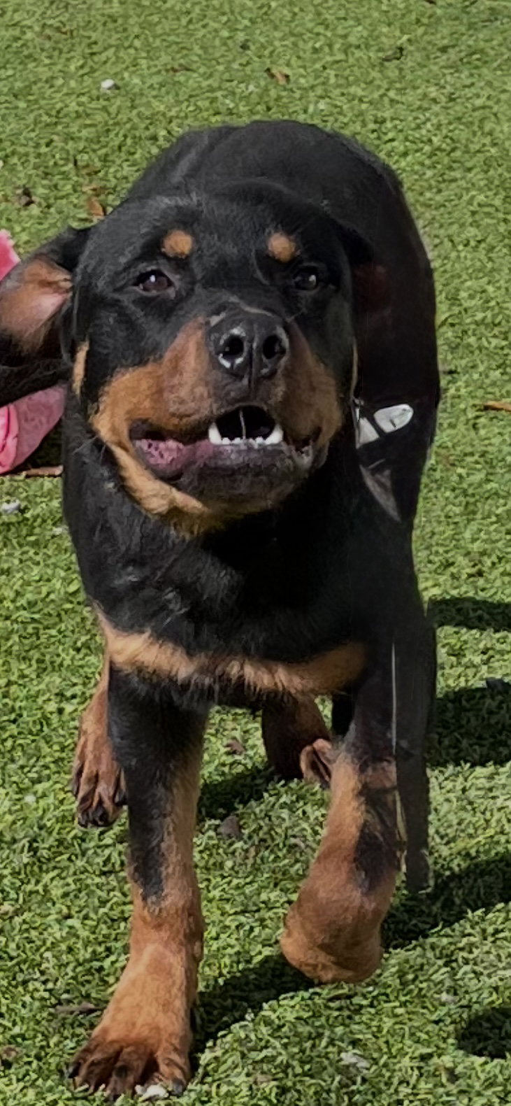 Enzo