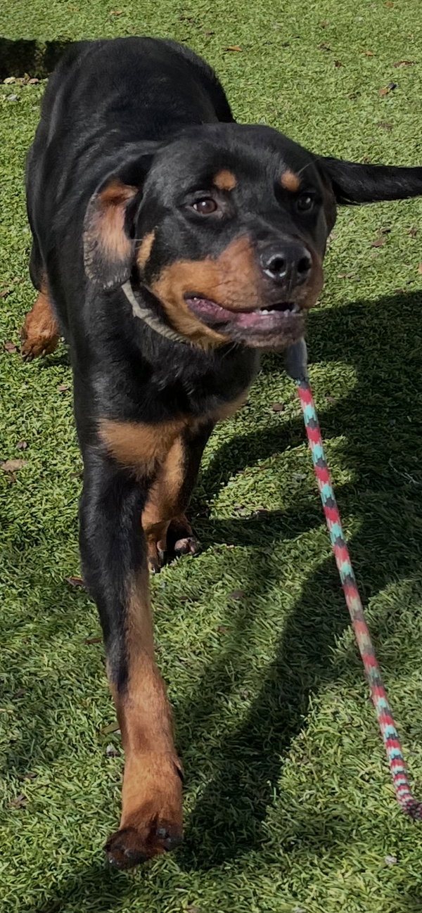 Enzo
