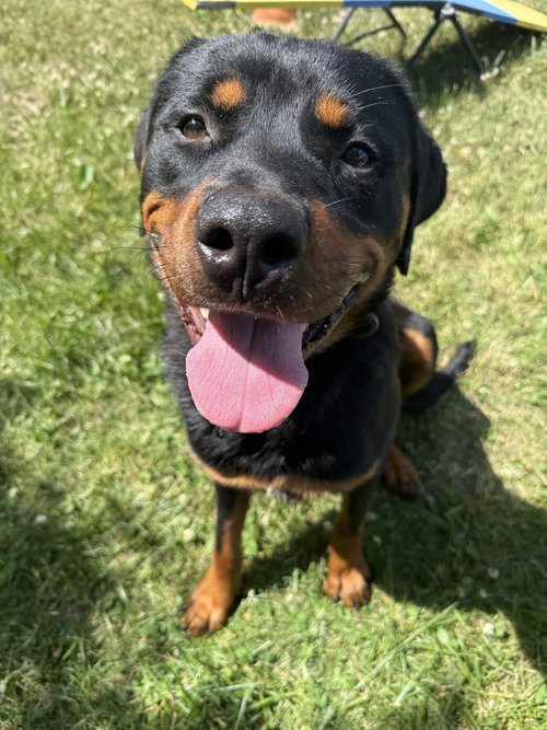 Enzo, an adoptable Rottweiler in Mooresville, NC