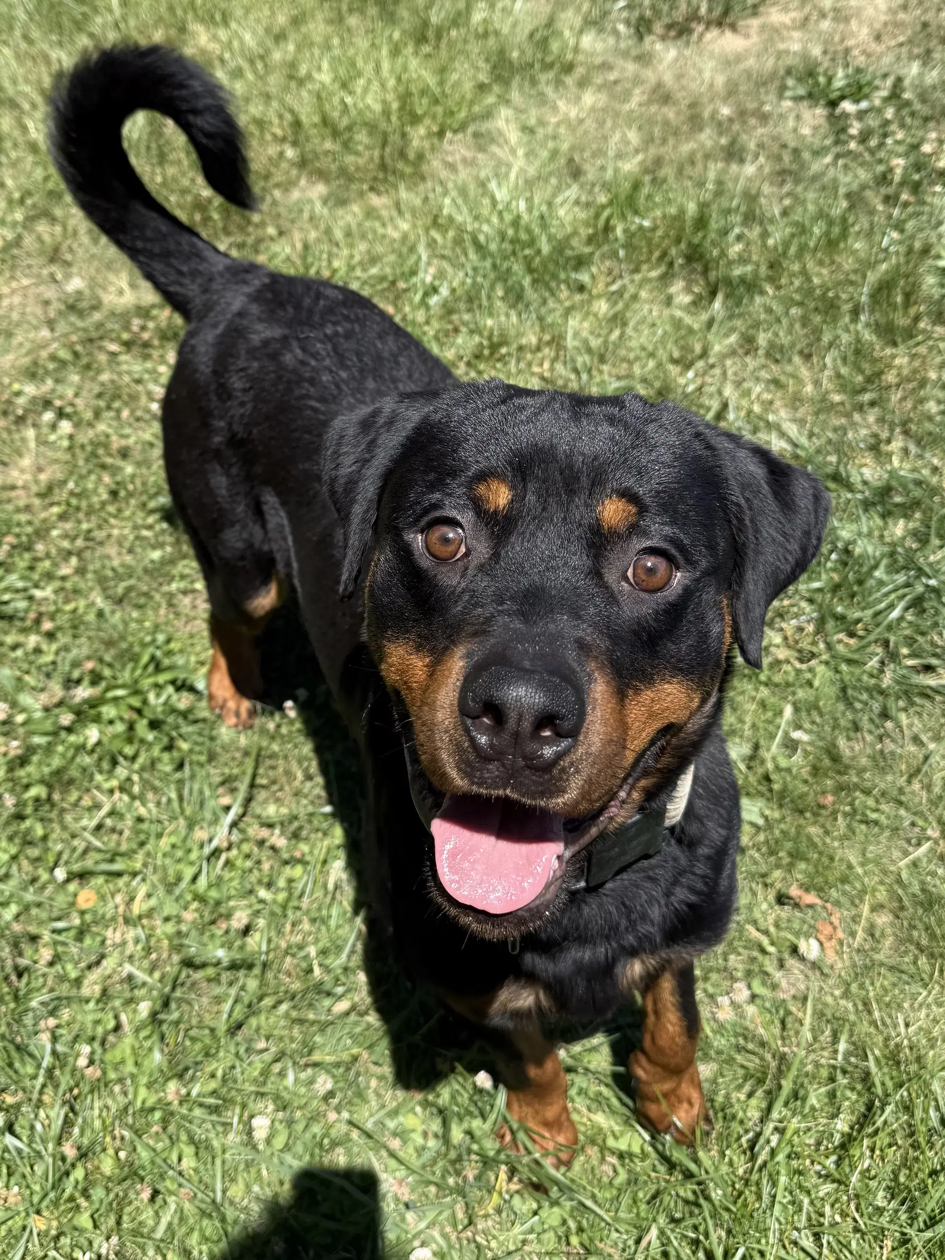 Einstein - Rottweiler