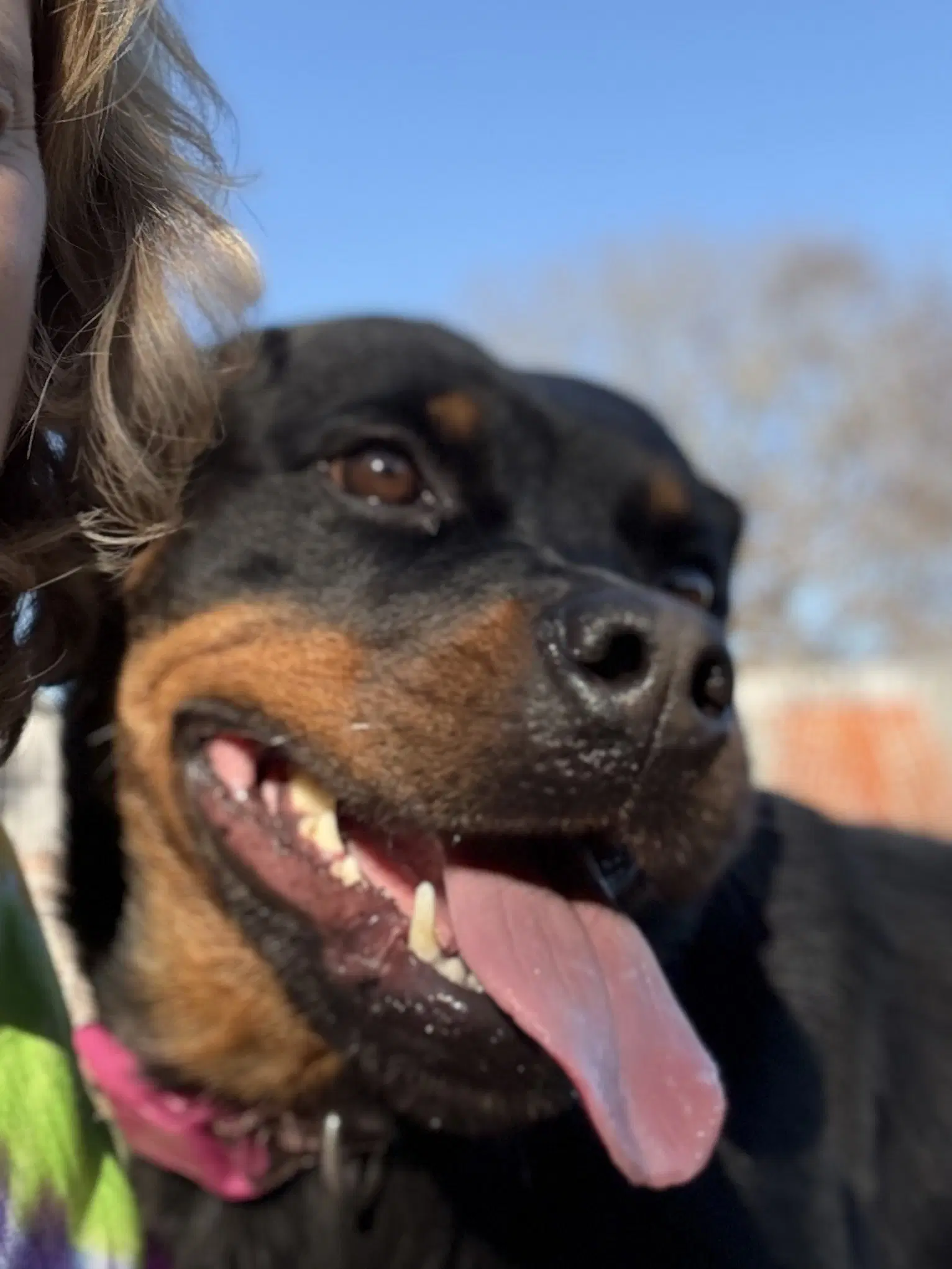 Katara Kat - Rottweiler